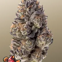 PAPAYA SHERBET ™